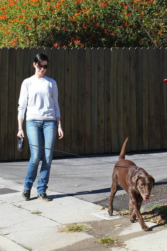 Anne Hathaway takes her chocolate lab for a walk