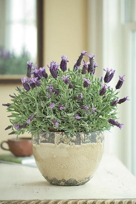 lavender-3.jpg