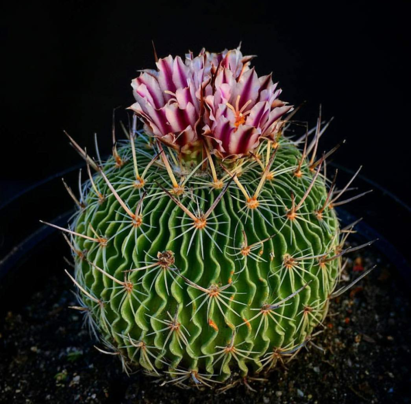 cactus6.png