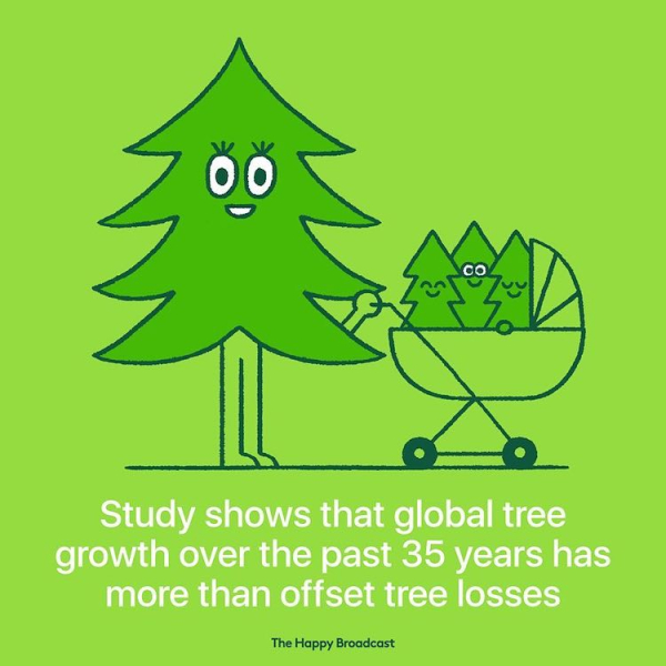 Σύμφωνα με τις έρευνες, η παγκόσμια καλλιέργεια δέντρων έχει αντισταθμίσει την απώλεια που υπήρχε