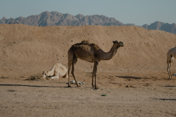 Ιός της καμήλας: Έρχεται από το Κατάρ, «δεν μεταδίδεται εύκολα αλλά 1 στους 3 που κολλά, καταλήγει»