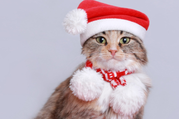 5 πράγματα για να κάνεις δώρο στη γάτα σου αυτές τις γιορτές