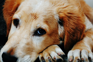 Κατάθλιψη στους σκύλους: Τα σημάδια που θα σε βοηθήσουν να καταλάβεις αν ο σκύλος σου υποφέρει
