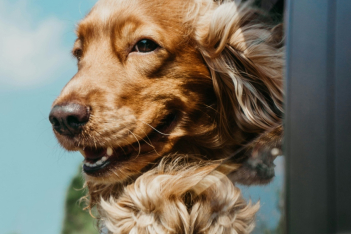 Έρευνα: Η αλληλεπίδραση με σκύλους αυξάνει τη συγκέντρωση και μειώνει στο στρες