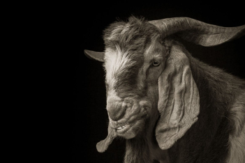 goat3.jpg