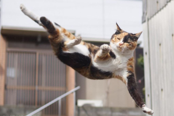 ninja-cats-photography-hisakata-hiroyuki-59f19ad3a95f6-880.jpg