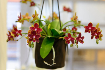 orchids11.jpg