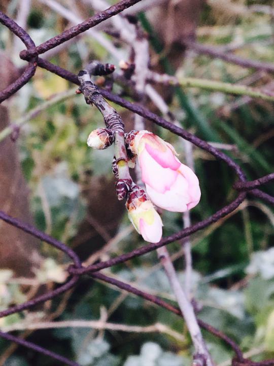 Spring almond tree