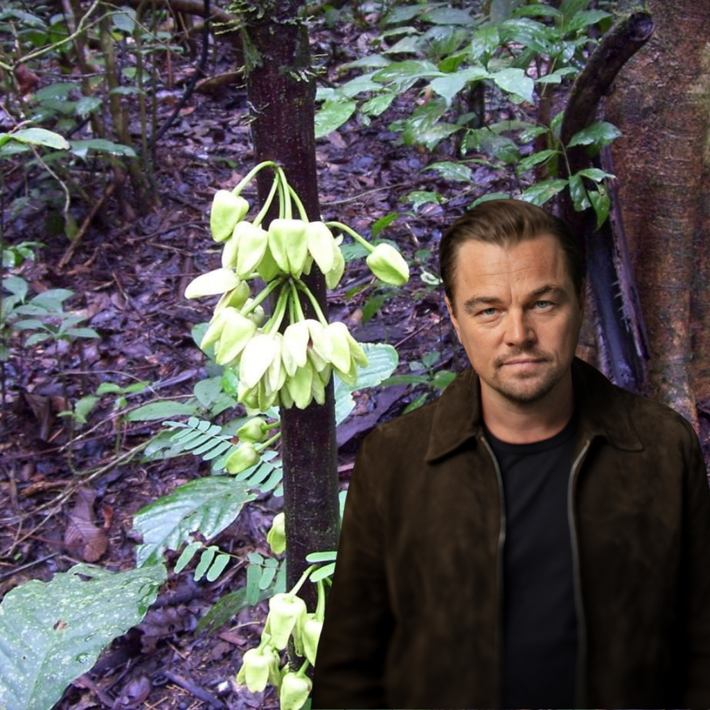 Ο Leonardo DiCaprio έγινε δέντρο και ζει στο Καμερούν