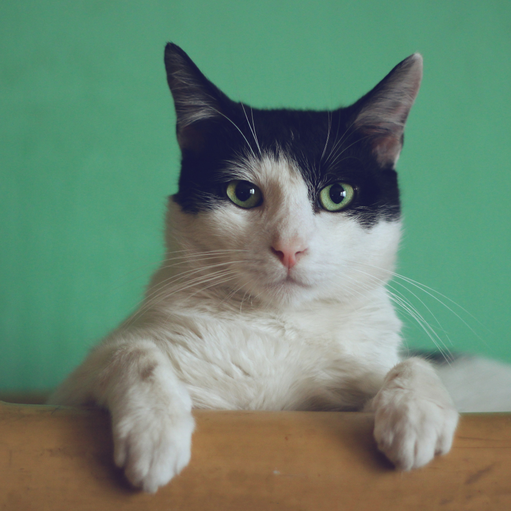 Πώς βλέπει η γάτα σας τον κόσμο; Ένα βίντεο δίνει την απάντηση