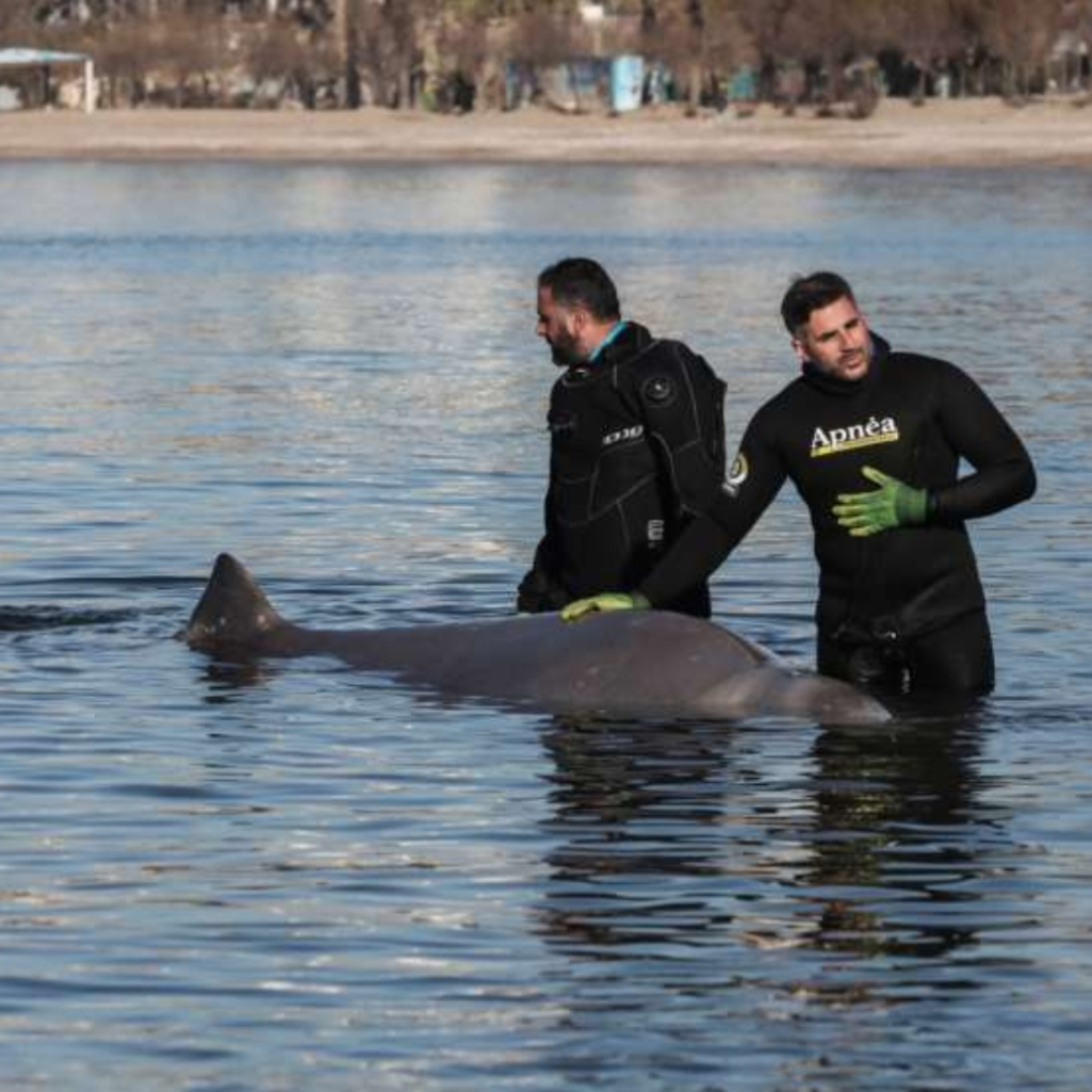 15 περιβαλλοντικές οργανώσεις για τον ζιφιό: «Η προστασία της άγριας ζωής και των ελληνικών θαλασσών στο προσκήνιο»