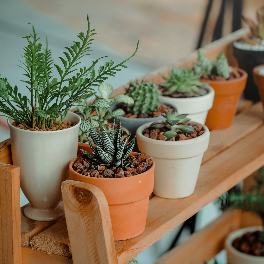 5 φυτά που μεγαλώνουν γρήγορα αν βιάζεσαι να ανθίσει το μπαλκόνι σου