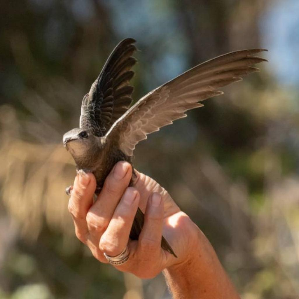 Αυτό το Πάσχα, προσέχουμε την άγρια φύση: Πρώτες βοήθειες σε τραυματισμένα πουλιά