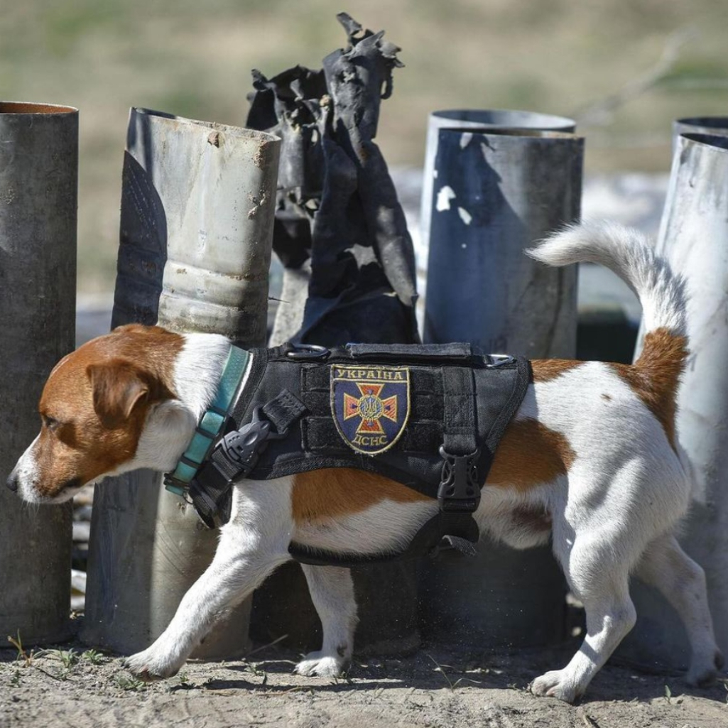 Ο Zelensky παρασημοφόρησε τον Patron, τον σκύλο που εντοπίζει νάρκες στην Ουκρανία