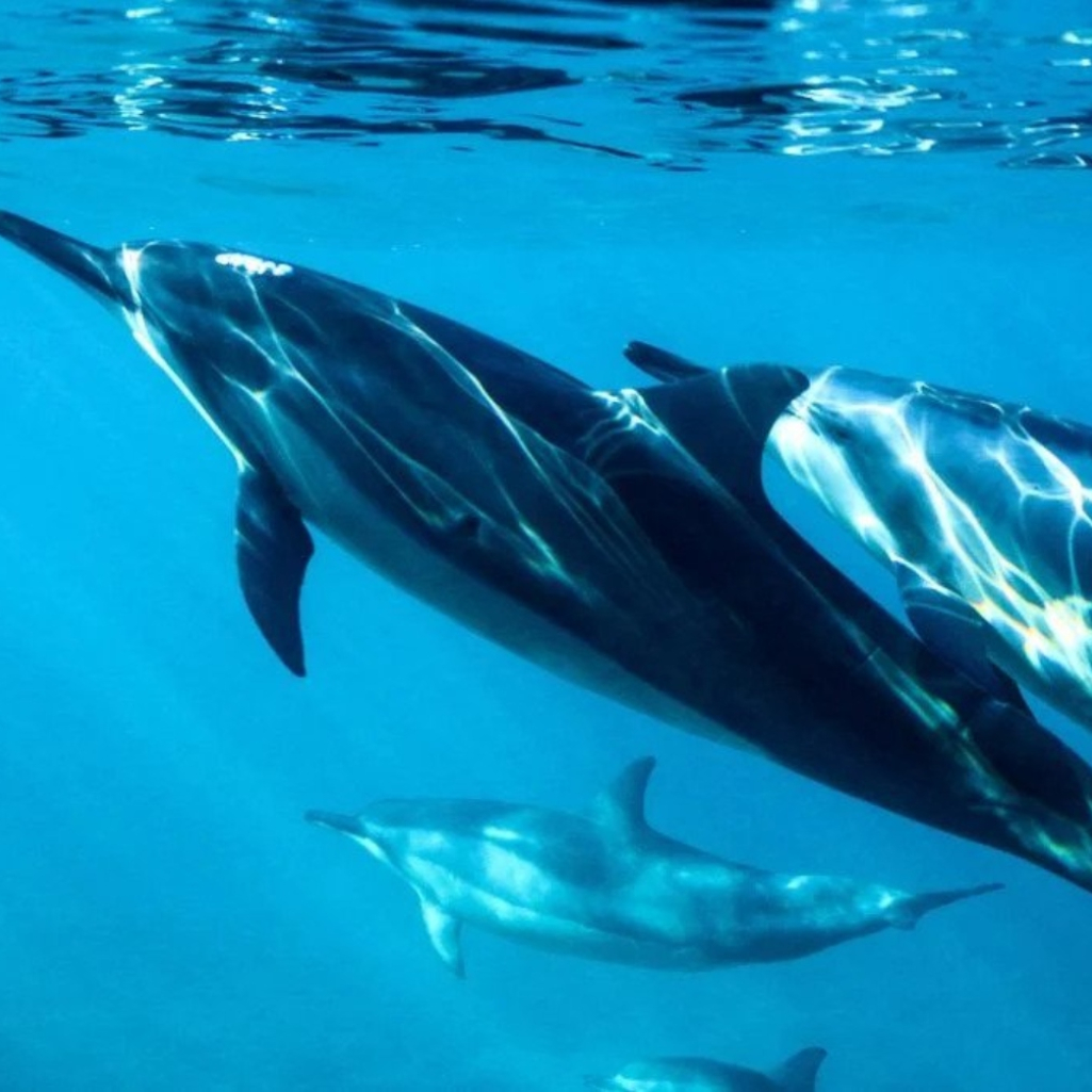 Πόλεμος στην Ουκρανία: Ίσως προκαλέσει αύξηση στους θανάτους δελφινιών, σύμφωνα με επιστήμονες
