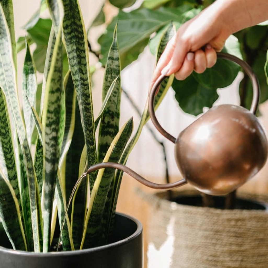 Το τέλειο TikTok hack για να μένουν τα φυτά σου ποτισμένα όταν λείπεις σε διακοπές