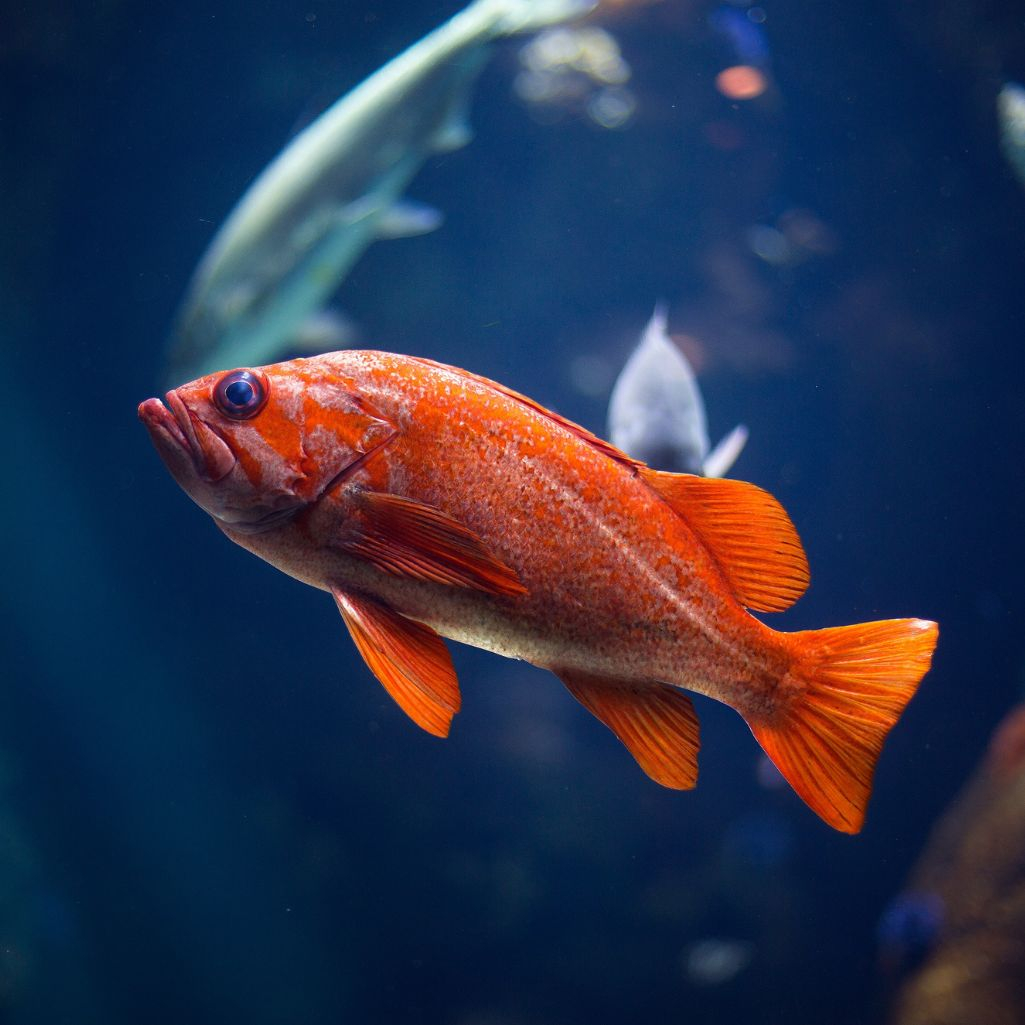 Πορτοκαλί ψάρι
