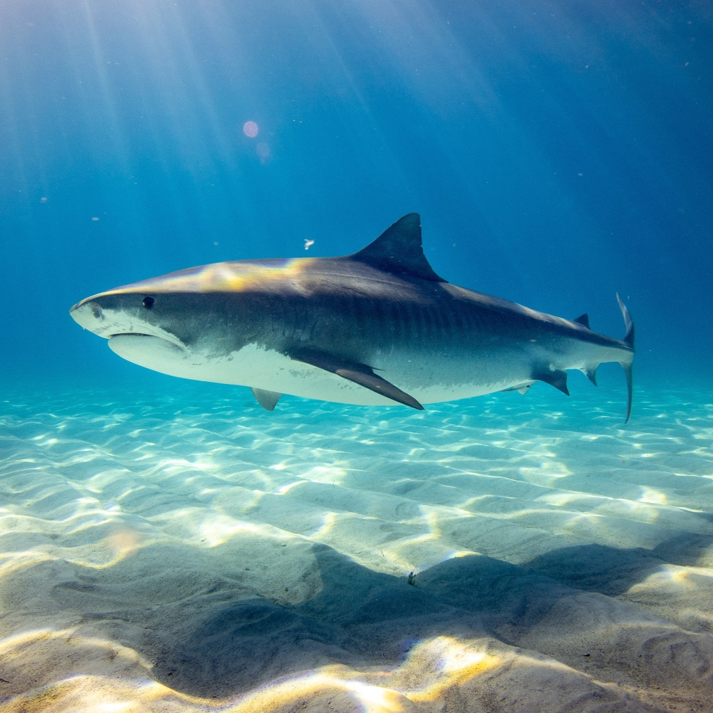 Το National Geographic σου αποκαλύπτει ποιος καρχαρίας είσαι, βάσει του ζωδίου σου