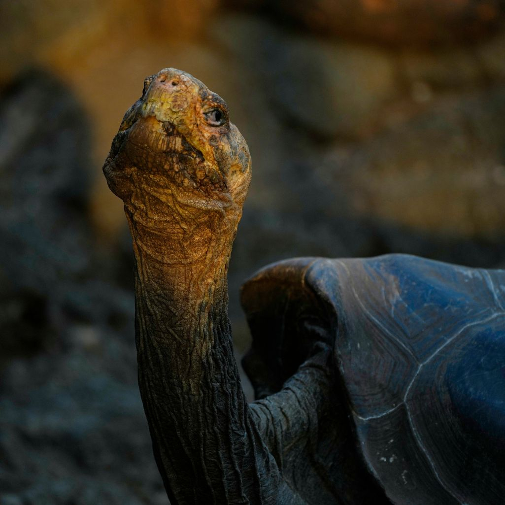 Γιγαντιαία χελώνα των Γκαλαπάγκος