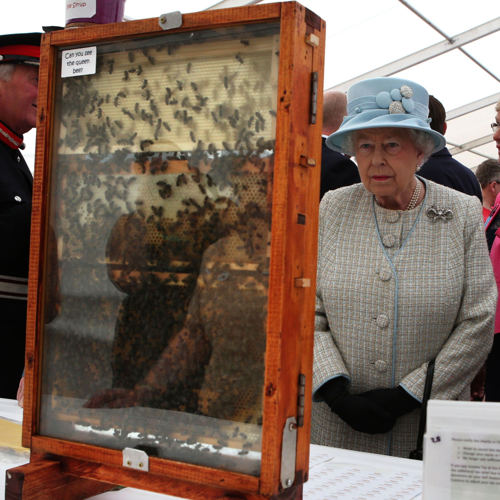 Βασίλισσα Ελισάβετ: Ο μελισσοκόμος του παλατιού ενημέρωσε τις μέλισσες ότι πέθανε