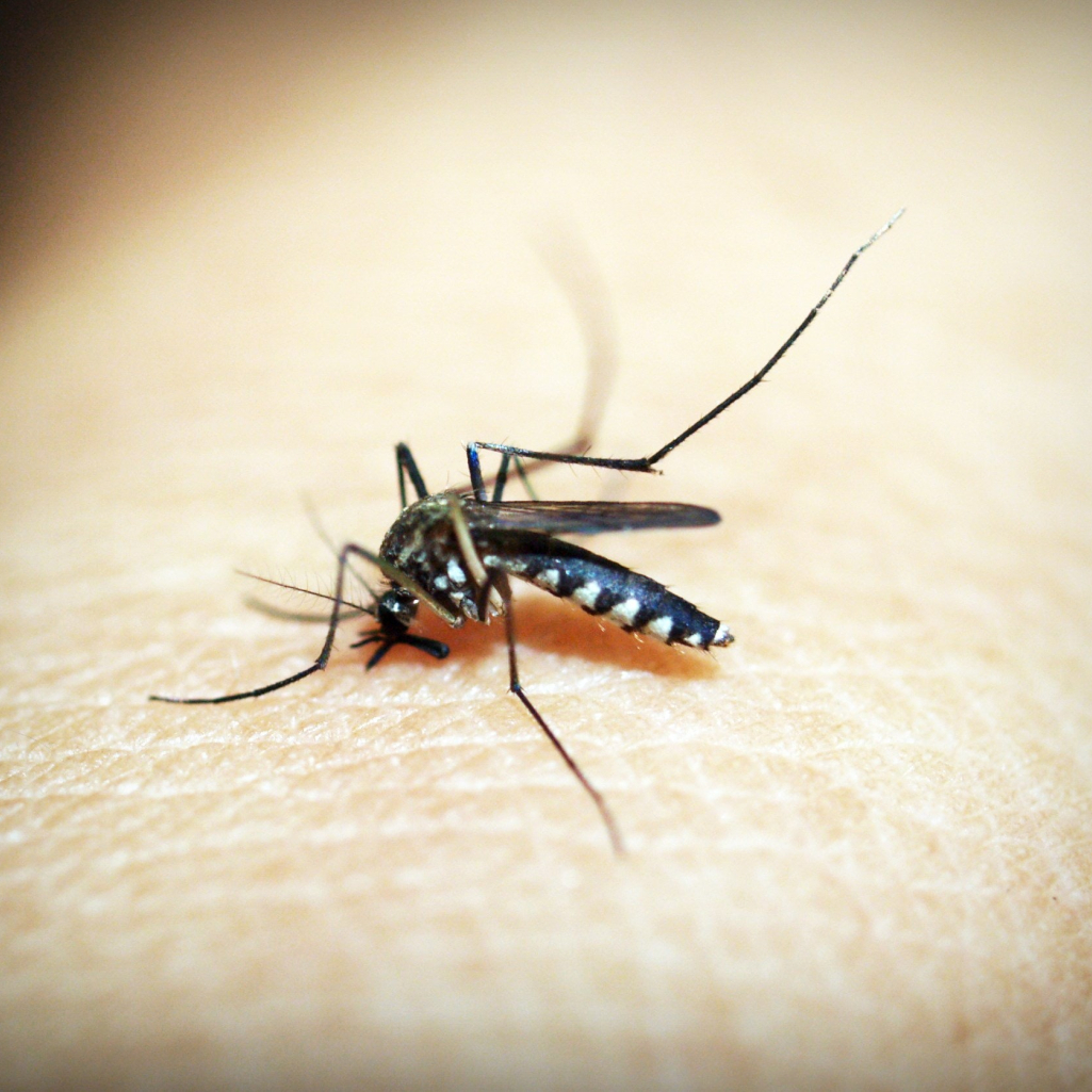 Είσαι μαγνήτης για κουνούπια; Ευθύνεται η μυρωδιά σου, λέει νέα έρευνα
