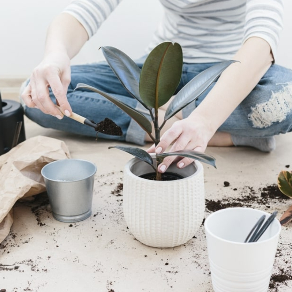 Μήπως είσαι plant killer;