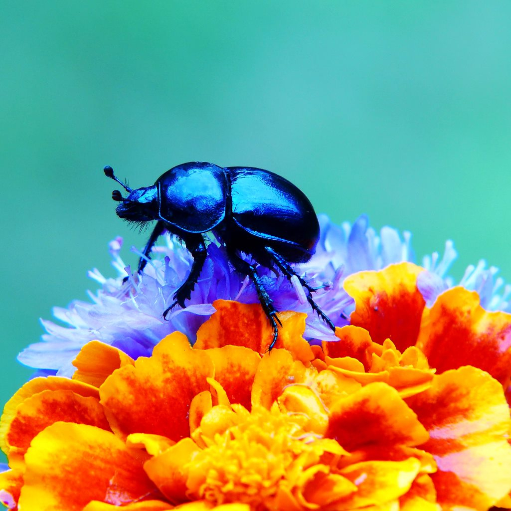 Είναι τα βρώσιμα έντομα η τροφή του μέλλοντος;