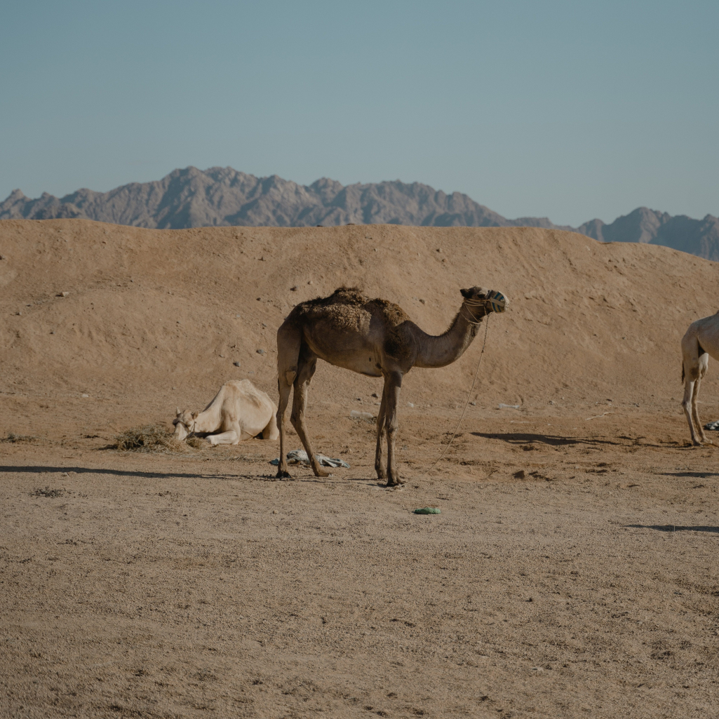 Ιός της καμήλας: Έρχεται από το Κατάρ, «δεν μεταδίδεται εύκολα αλλά 1 στους 3 που κολλά, καταλήγει»