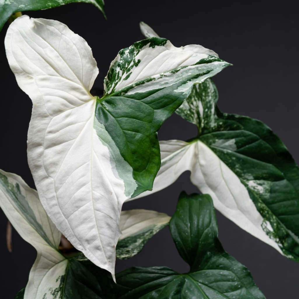 Συγκόνιο: Ένα από τα πιο εύκολα φυτά εσωτερικού χώρου