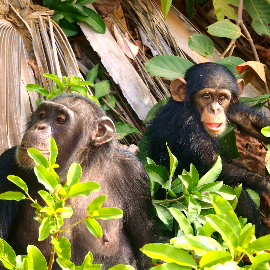 Οι έφηβοι χιμπατζήδες και τα έφηβα παιδιά έχουν παρόμοια προβλήματα, αλλά μια μεγάλη διαφορά - Νέα έρευνα