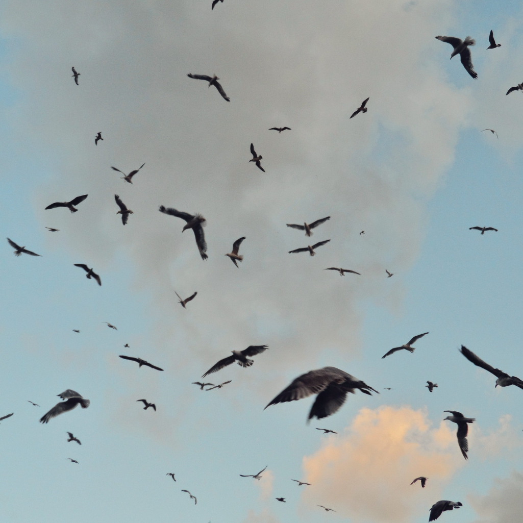 Γρίπη των πτηνών: Θα είναι η επόμενη πανδημία στους ανθρώπους;