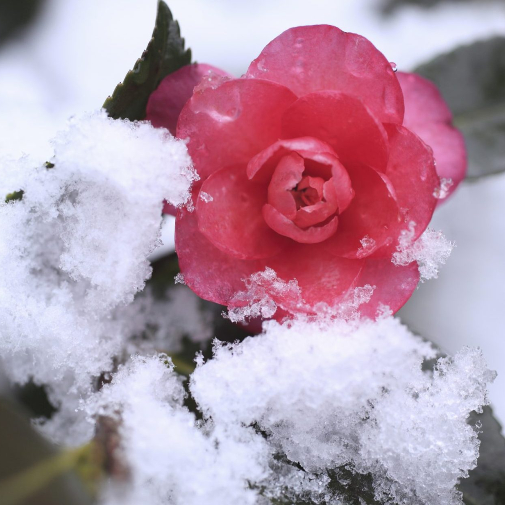 Πώς θα προστατεύσετε τα φυτά σας από το κρύο