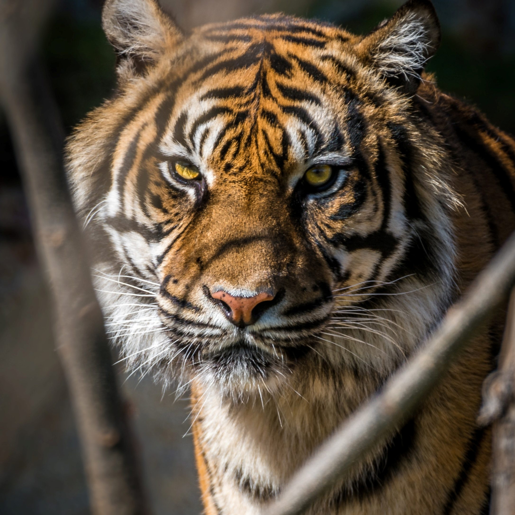 Οι τίγρεις έχουν χαρακτήρα: Νέα έρευνα ανακάλυψε τα 2 βασικά στοιχεία της προσωπικότητάς τους