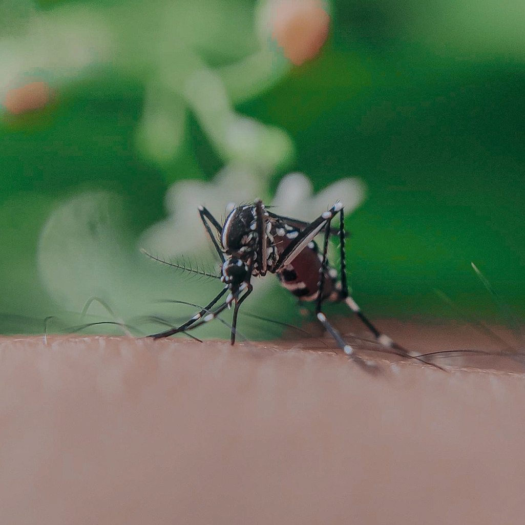 ΗΠΑ: Καταγράφηκαν τα πρώτα κρούσματα ελονοσίας μετά από 20 χρόνια