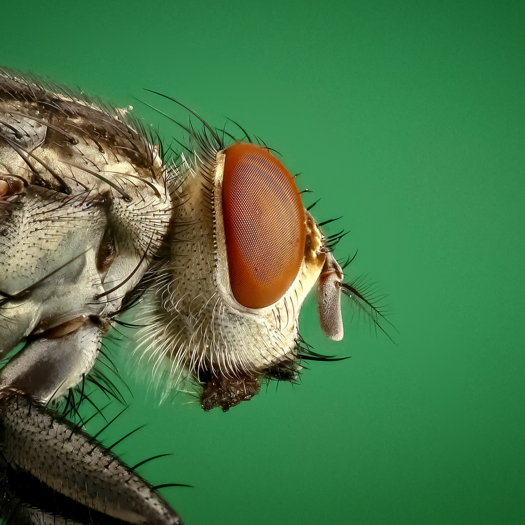 Τι θα συμβεί στον οργανισμό μας αν καταπιούμε έντομο - Πότε πρέπει να ανησυχήσουμε 