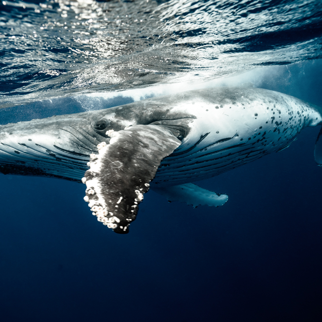 Ισπανία: Βρέθηκε νεκρή φάλαινα με «θησαυρό» αξίας 500.000 ευρώ στο στομάχι της 