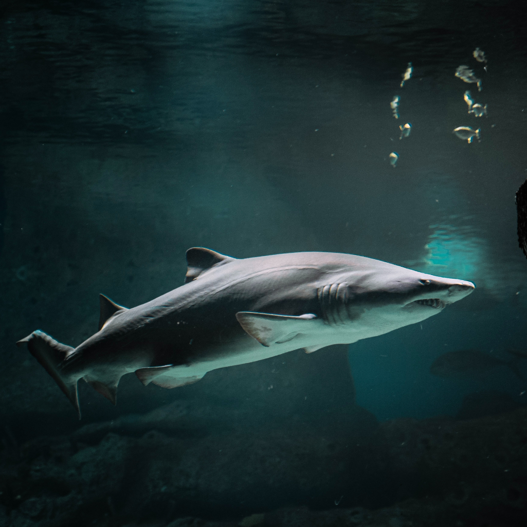 Υπάρχουν λευκοί καρχαρίες στην Ελλάδα; Η τραγική ιστορία της Βάντας Πιέρρη