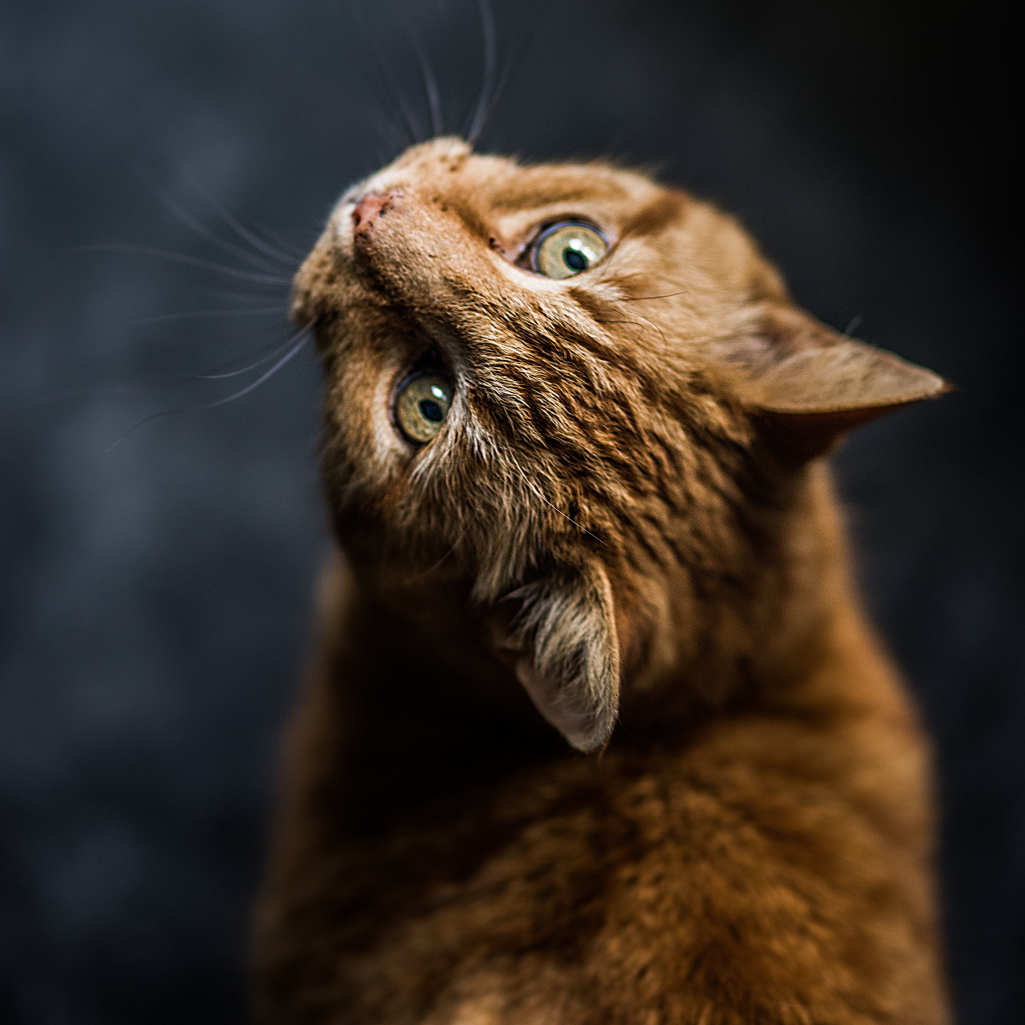 Οι γάτες ανέπτυξαν 276 εκφράσεις στο πρόσωπο από τη συνύπαρξη τους με ανθρώπους 