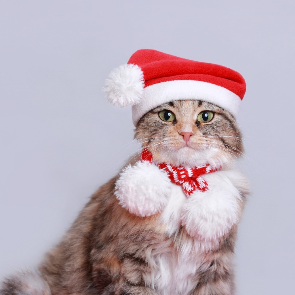 5 πράγματα για να κάνεις δώρο στη γάτα σου αυτές τις γιορτές