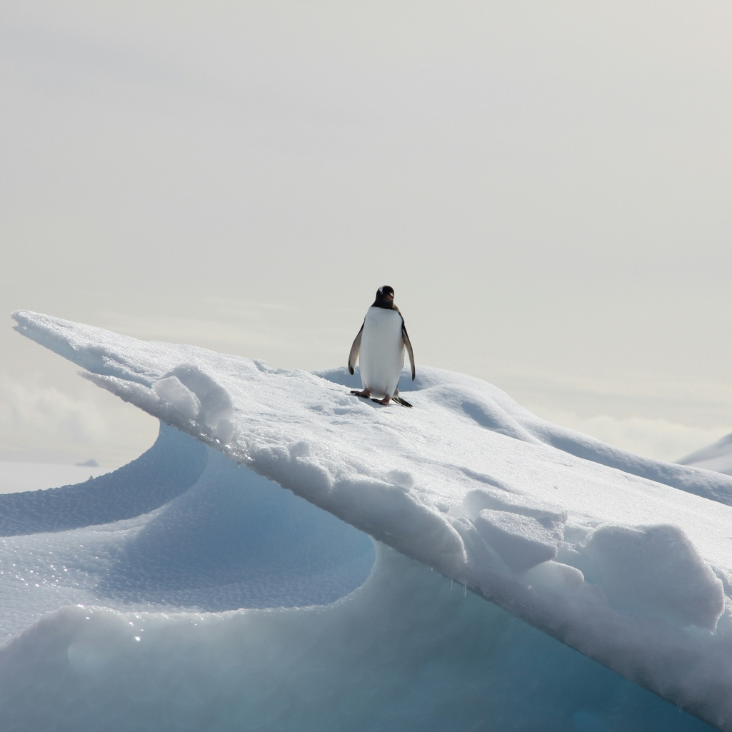 Ημέρα Αγίου Βαλεντίνου: Δείξε την αγάπη σου για τον πλανήτη, υιοθετώντας έναν πιγκουίνο 