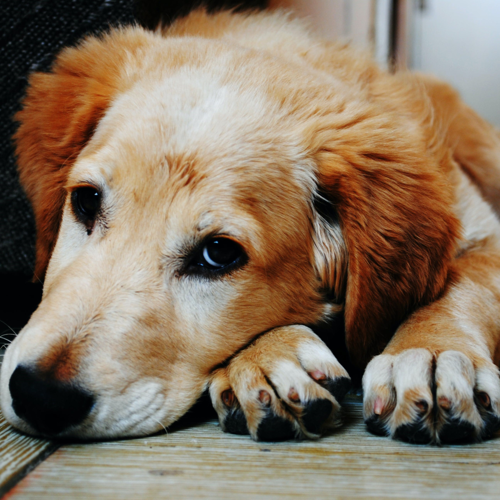 Κατάθλιψη στους σκύλους: Τα σημάδια που θα σε βοηθήσουν να καταλάβεις αν ο σκύλος σου υποφέρει