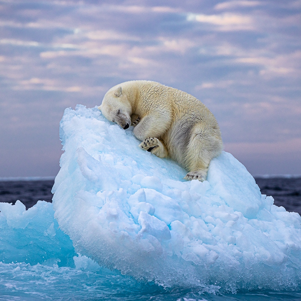 Wildlife Photographer of the Year: Πολική αρκούδα που κοιμάται σε παγόβουνο είναι η φωτογραφία της χρονιάς