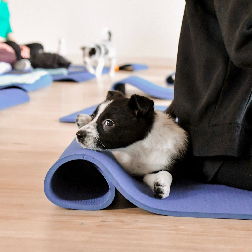 Puppy Yoga