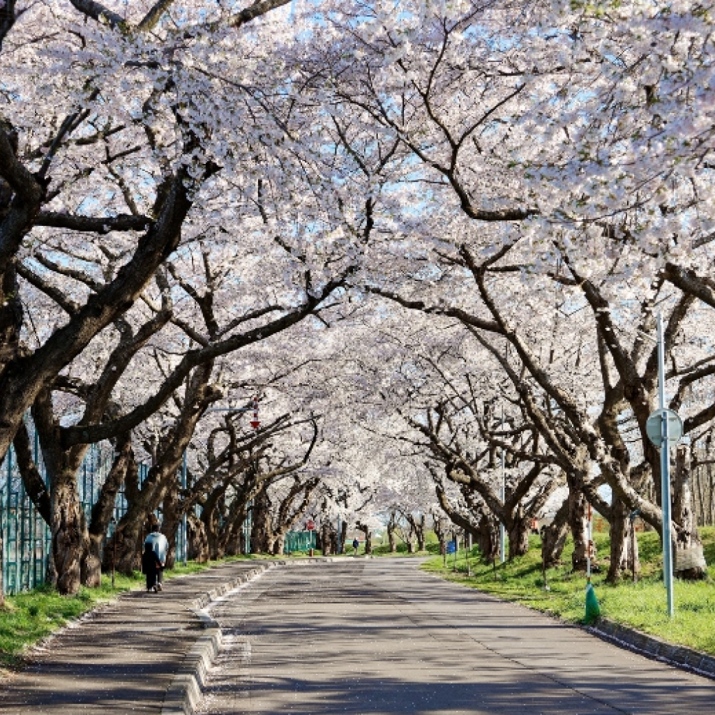 10 πράγματα που πρέπει να ξέρετε πριν ταξιδέψετε στην Ιαπωνία