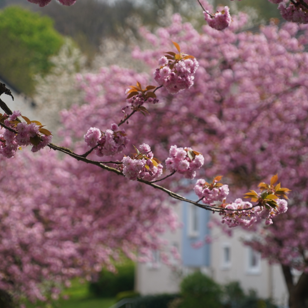 Ανθισμένες κερασιές Πιερίας: Τα sakura trees της Ελλάδας μάγεψαν τους επισκέπτε