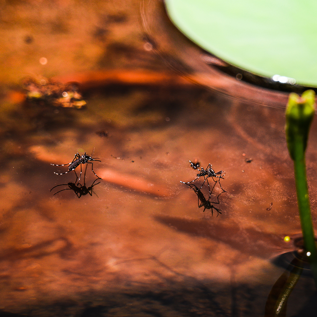 Iδιαίτερα φιλικές για τα κουνούπια οι κλιματικές αλλαγές - «Δωδεκάμηνη πλέον η δραστηριότητα τους στη Μεσόγειο»