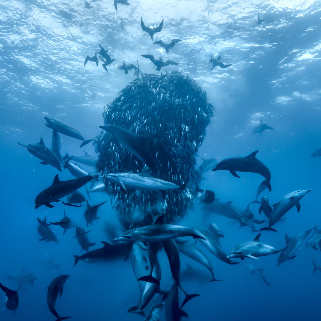 Η διεθνής παραγωγή «Ocean with David Attenborough» σε ειδική προβολή στη Θεσσαλονίκη