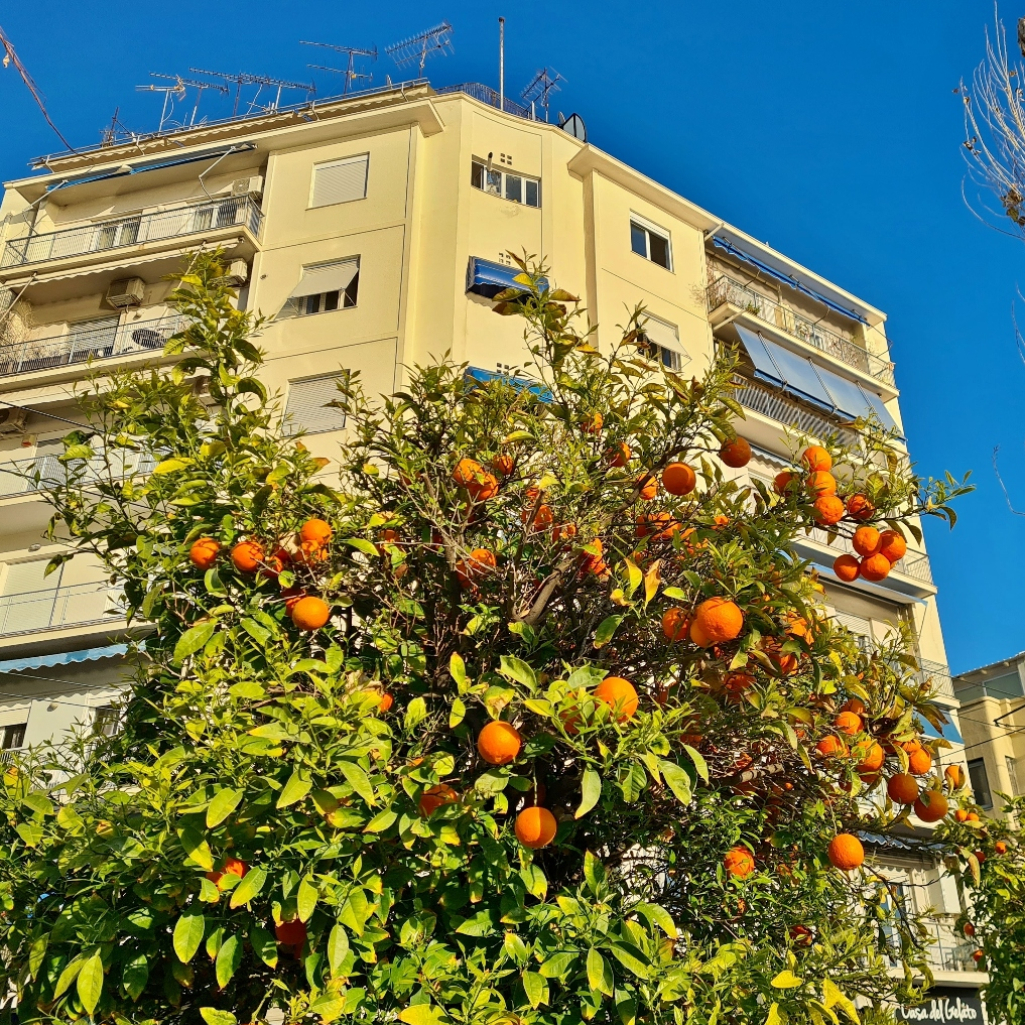 Γιατί η Αθήνα είναι γεμάτη νεραντζιές - H ιστορία του δέντρου με το ιρανικό όνομα