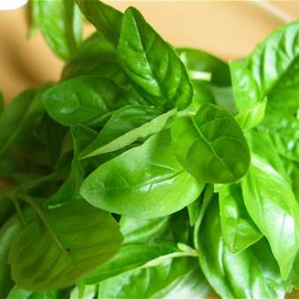 basil.jpg