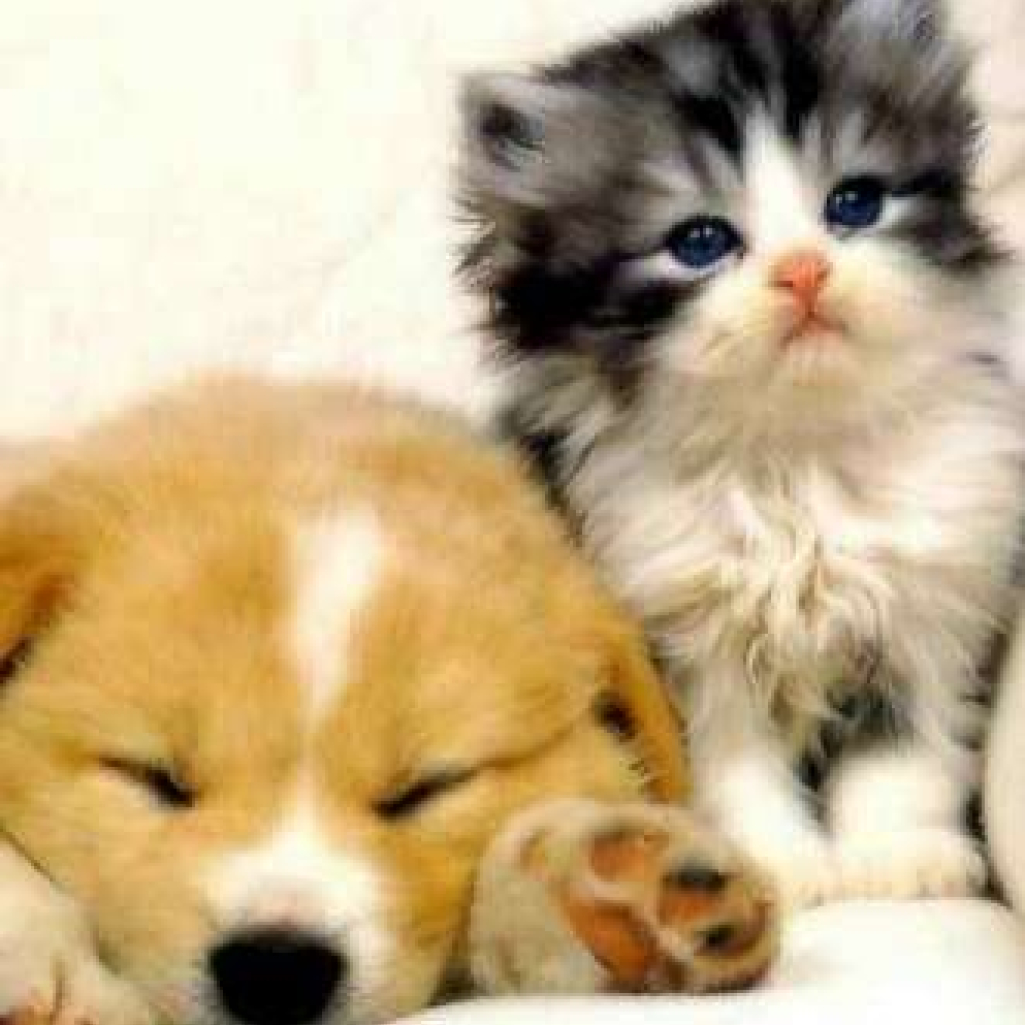 Dogs-and-Cats-635x4331.jpg